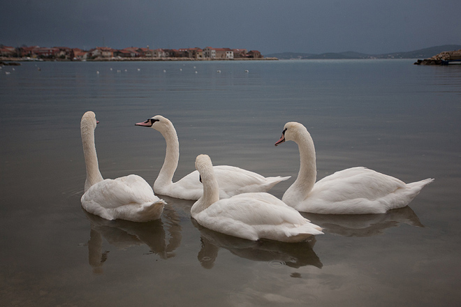 Labudovi u Bibinjama 10. siječnja 2013, Foto: Leo Banić