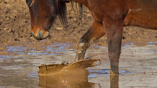 Divlji konji, foto: Leo Banić