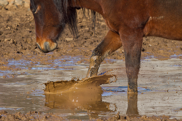 Divlji konji, foto: Leo Banić