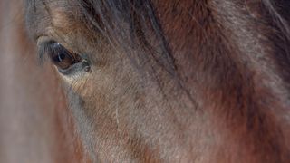 Veliko Rujno: Drago Krapić vlasnik je pedesetak konja koji obitavaju na velebitskim pašnjacima