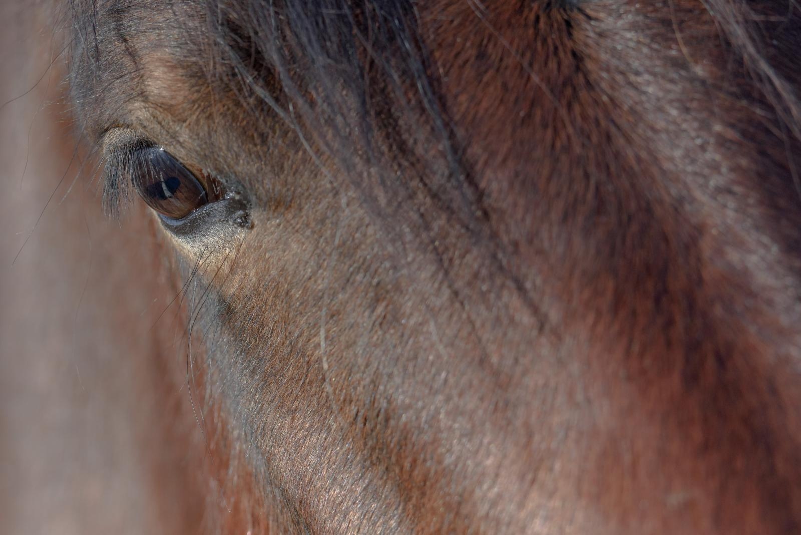 Veliko Rujno: Drago Krapić vlasnik je pedesetak konja koji obitavaju na velebitskim pašnjacima