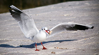 Zadarski galebovi (foto:Saša Čuka)
