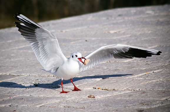 Zadarski galebovi (foto:Saša Čuka)