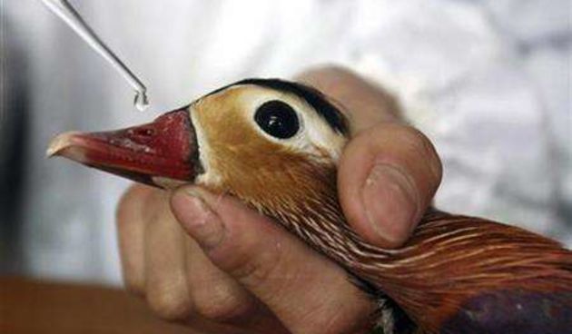 H5N1 (Foto: sciam.com)