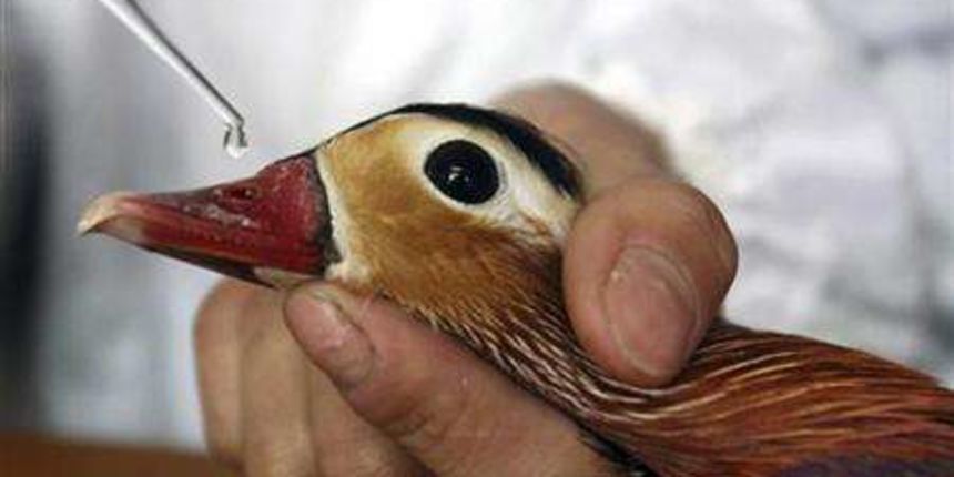 H5N1 (Foto: sciam.com) H5N1 (Foto: sciam.com)