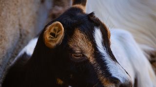 Zaton Obrovački: ZOO s egzotičnim i domaćim životinjama Zaton Obrovački: ZOO s egzotičnim i domaćim životinjama