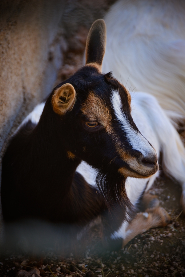 Zaton Obrovački: ZOO s egzotičnim i domaćim životinjama Zaton Obrovački: ZOO s egzotičnim i domaćim životinjama