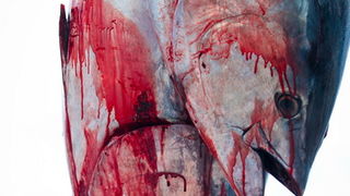 Zadar, 020112.
Tvrtka Kali Tuna bavi se izlovom i uzgojem tuna vec dugi niz godina.
Nakon uzgojnog ciklusa koji traje 30. mjesci slijedi izlov Tuna. Djelatnici Kali tune vrse izlov te ih prebacuju na drugi brod tvrtke iz Japana na kojem se vrsi daljnje pr Zadar, 020112.
Tvrtka Kali Tuna bavi se izlovom i uzgojem tuna vec dugi niz godina.
Nakon uzgojnog ciklusa koji traje 30. mjesci slijedi izlov Tuna. Djelatnici Kali tune vrse izlov te ih prebacuju na drugi brod tvrtke iz Japana na kojem se vrsi daljnje pr