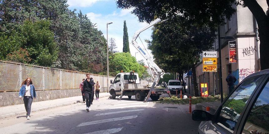 Stjepana Radića, Nasadi, šišanje