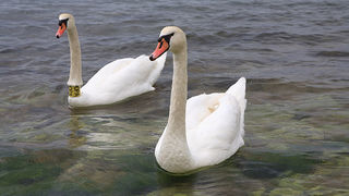 Labudovi u Bibinjama 6. svibnja 2013. Foto: Leo banić Labudovi u Bibinjama 6. svibnja 2013. Foto: Leo banić