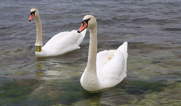 Labudovi u Bibinjama 6. svibnja 2013.  Foto: Leo banić