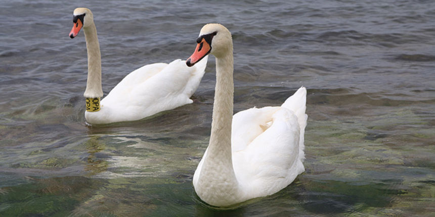 Labudovi u Bibinjama 6. svibnja 2013.  Foto: Leo banić