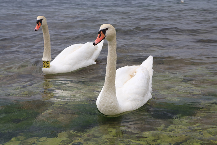 Labudovi u Bibinjama 6. svibnja 2013. Foto: Leo banić Labudovi u Bibinjama 6. svibnja 2013. Foto: Leo banić