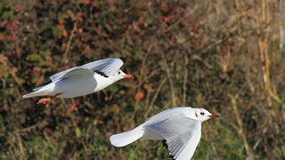Galebovi u Jazinama, Foto: Leo Banić
