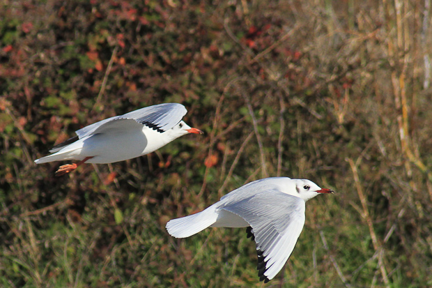 Galebovi u Jazinama, Foto: Leo Banić