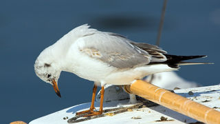 Image 1201631 (auto)