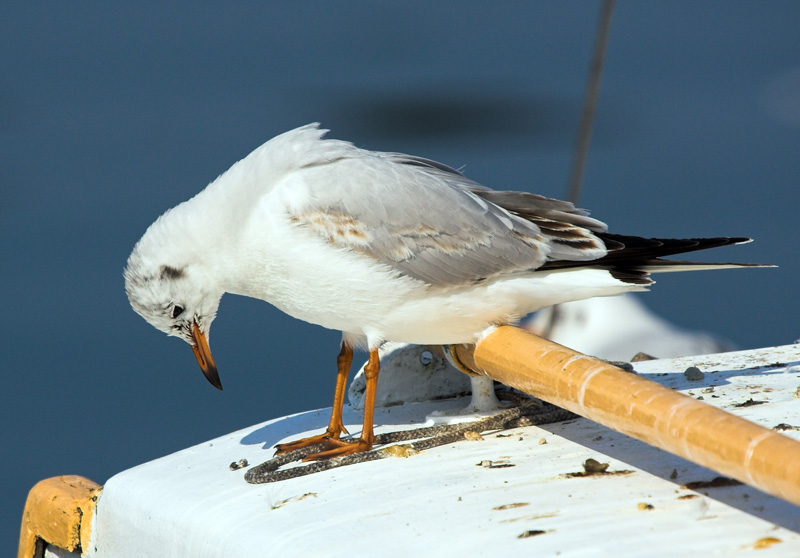 Image 1201631 (auto)