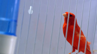 Ornitološko prvenstvo Hrvatske u hotelu Zadar (foto:Saša Čuka)