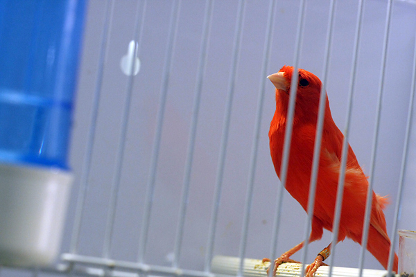 Ornitološko prvenstvo Hrvatske u hotelu Zadar (foto:Saša Čuka)