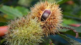 Pitomi kesten (Castanea sativa) jedan je od najprepoznatljivijih plodova jeseni. Photo: Borna Filić/PIXSELL Pitomi kesten (Castanea sativa) jedan je od najprepoznatljivijih plodova jeseni. Photo: Borna Filić/PIXSELL