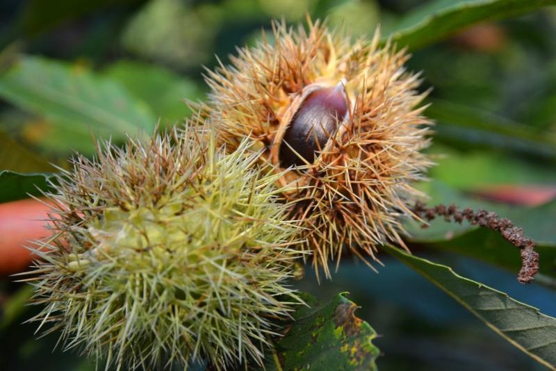 Pitomi kesten (Castanea sativa) jedan je od najprepoznatljivijih plodova jeseni. Photo: Borna Filić/PIXSELL Pitomi kesten (Castanea sativa) jedan je od najprepoznatljivijih plodova jeseni. Photo: Borna Filić/PIXSELL