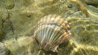 OLYMPUS DIGITAL CAMERA OLYMPUS DIGITAL CAMERA