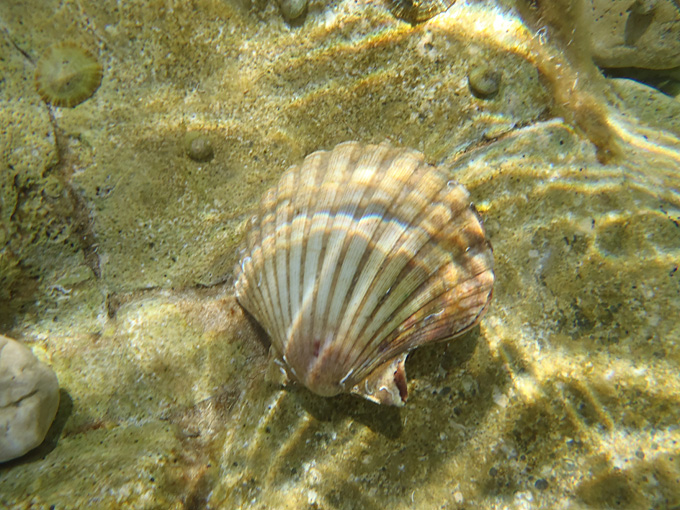 OLYMPUS DIGITAL CAMERA OLYMPUS DIGITAL CAMERA