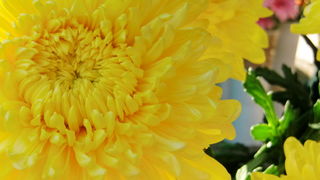 Gradska trznica uoci dana mrtvih, Foto: Mia Knezevic