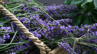 Danas je održana kreativna radionica za velike i male u organizaciji Dječjeg odjela Gradske knjižnice Zadar: izrada stručaka i jastučića od lavande od 10-12 h. Radionicu je vodila gospođa Jadranka Plantak. Foto by Lucija Juravic Danas je održana kreativna radionica za velike i male u organizaciji Dječjeg odjela Gradske knjižnice Zadar: izrada stručaka i jastučića od lavande od 10-12 h. Radionicu je vodila gospođa Jadranka Plantak. Foto by Lucija Juravic