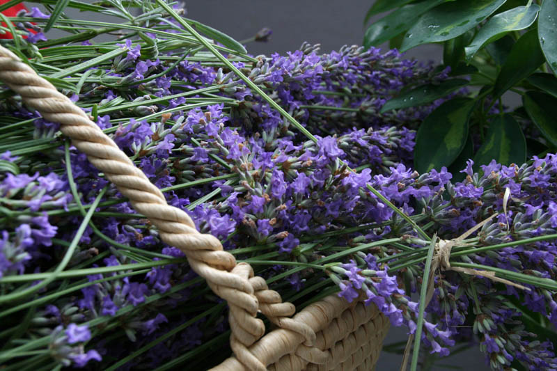 Danas je održana kreativna radionica za velike i male u organizaciji Dječjeg odjela Gradske knjižnice Zadar: izrada stručaka i jastučića od lavande od 10-12 h. Radionicu je vodila gospođa Jadranka Plantak. Foto by Lucija Juravic Danas je održana kreativna radionica za velike i male u organizaciji Dječjeg odjela Gradske knjižnice Zadar: izrada stručaka i jastučića od lavande od 10-12 h. Radionicu je vodila gospođa Jadranka Plantak. Foto by Lucija Juravic