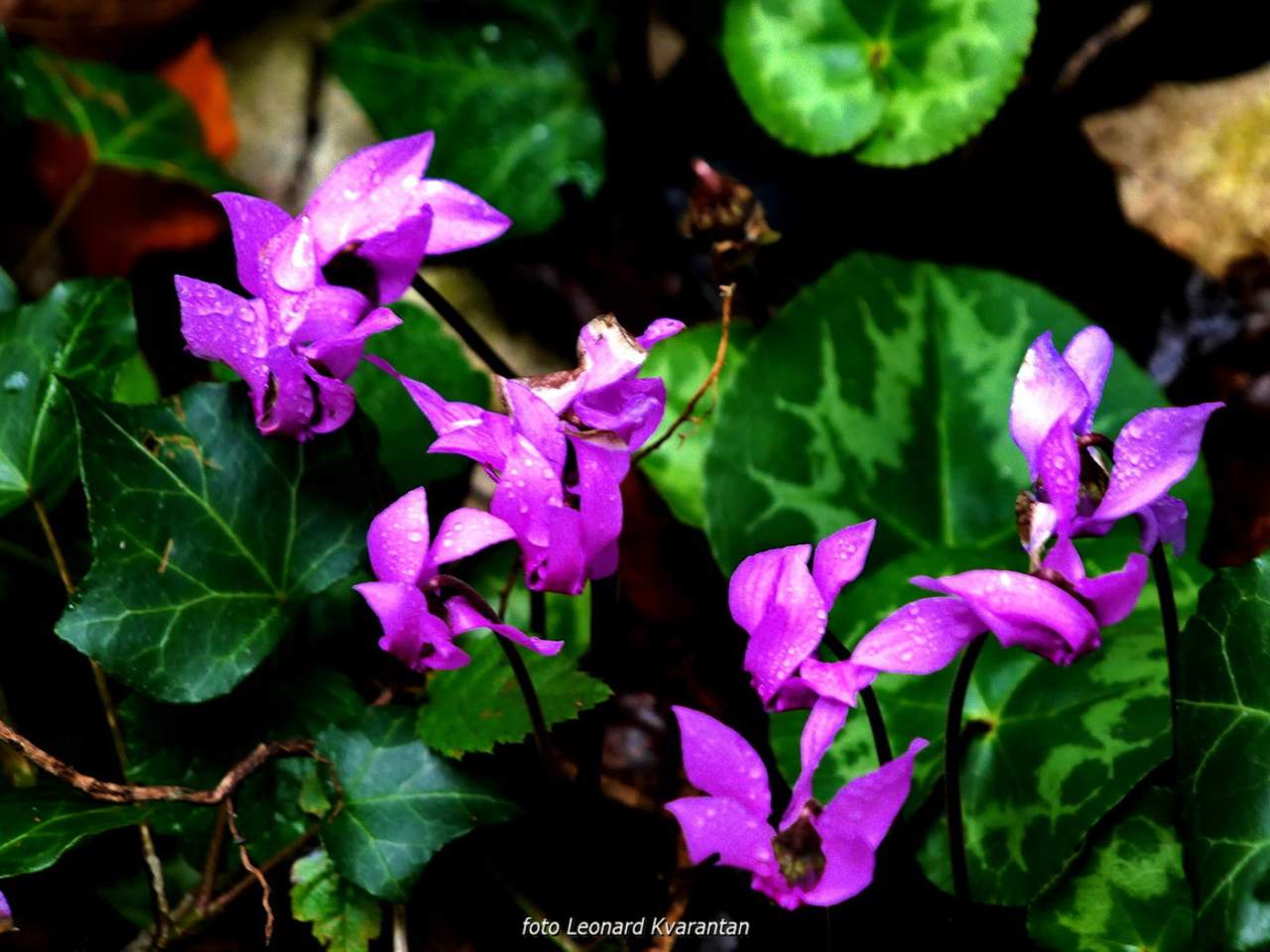 NP Plitvička jezera, listopad 2021.