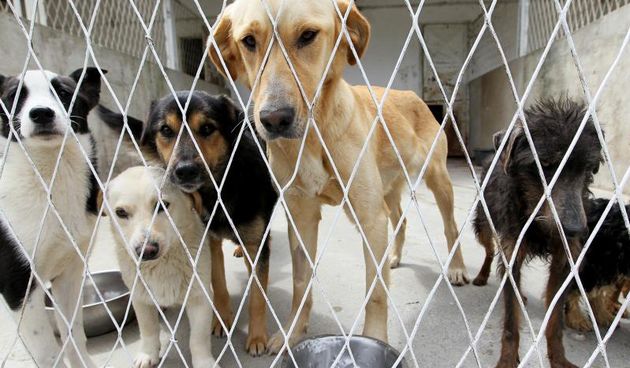 30.05.2014., Koprivnica – Azil za zbrinjavanje napustenih pasa Otova kucica. Photo: Marijan Susenj/PIXSELL