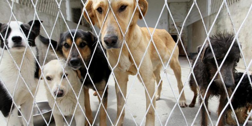 30.05.2014., Koprivnica – Azil za zbrinjavanje napustenih pasa Otova kucica. Photo: Marijan Susenj/PIXSELL