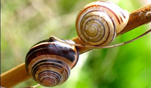 puž, foto-novilist.hr