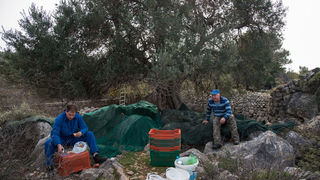 Berba maslina u Lunu, foto: V. Pesic