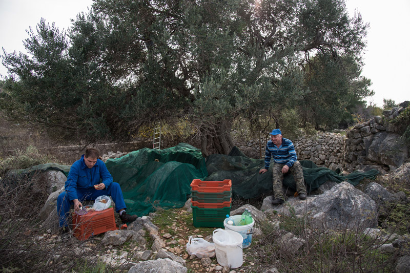 Berba maslina u Lunu, foto: V. Pesic