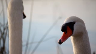 Đir uz Vransko jezero, Foto: Iva Perinić Đir uz Vransko jezero, Foto: Iva Perinić
