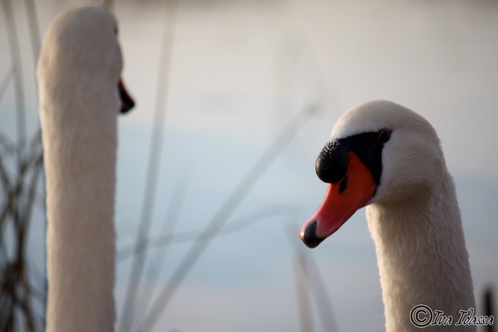 Đir uz Vransko jezero, Foto: Iva Perinić Đir uz Vransko jezero, Foto: Iva Perinić