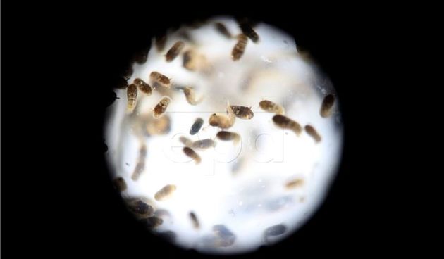 Zika virus, Foto: Hina