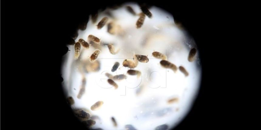 Zika virus, Foto: Hina