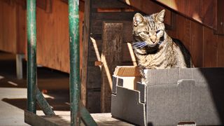 Mačja špica na zadarskoj pijaci