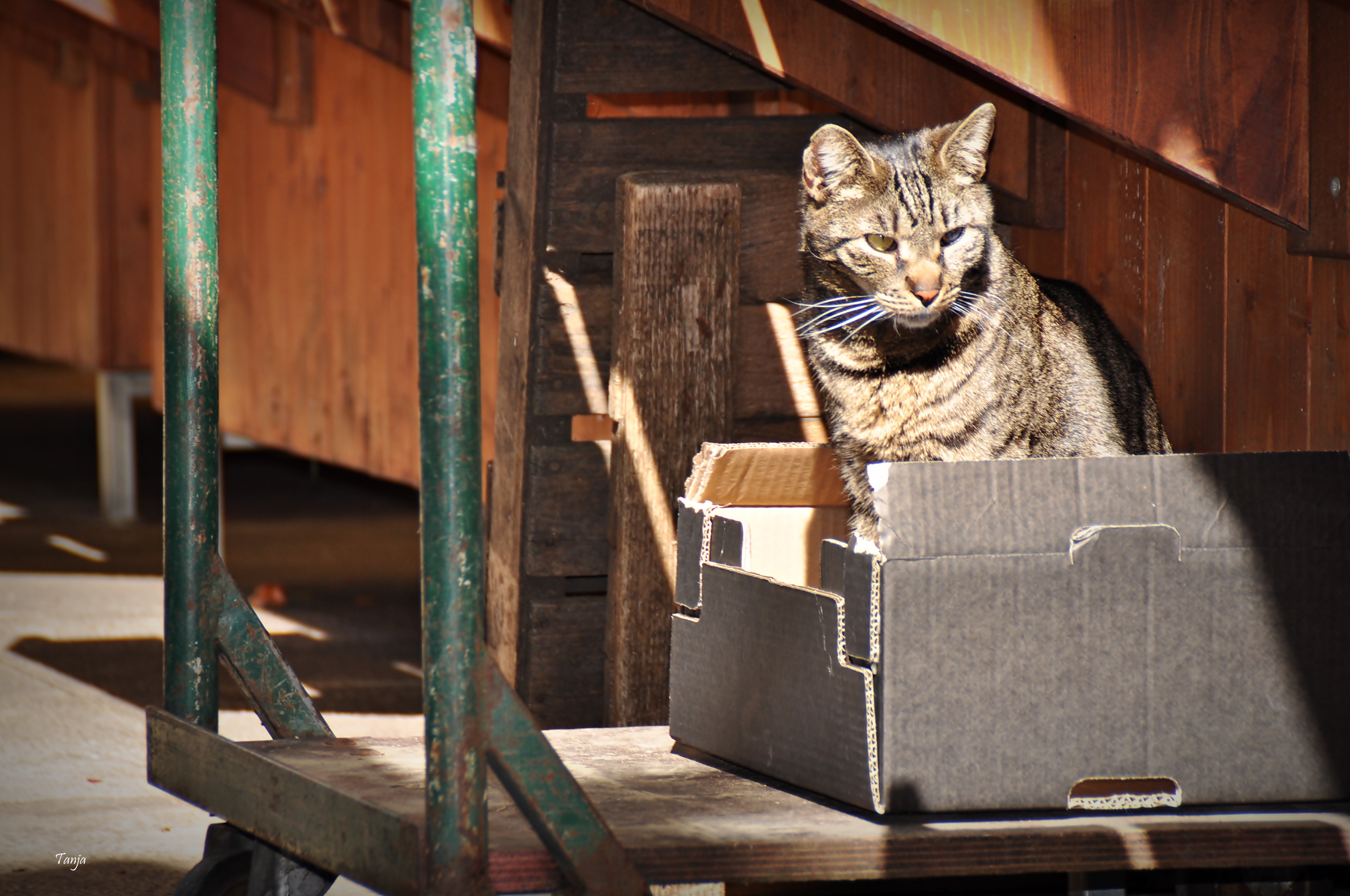 Mačja špica na zadarskoj pijaci