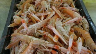 Image 1207655 (auto)