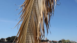 Zadar, 100412.
Palme na Obali kneza Branimira osusile su se , sto je posljedica ovogodisnje natprosjecno hladne i snijezne zime. Uskoro ce radnici Nasada pozutjelo lisce odrezati, sto ce olaksati rast zelenih mladica.
Foto: Jure Miskovic / CROPIX