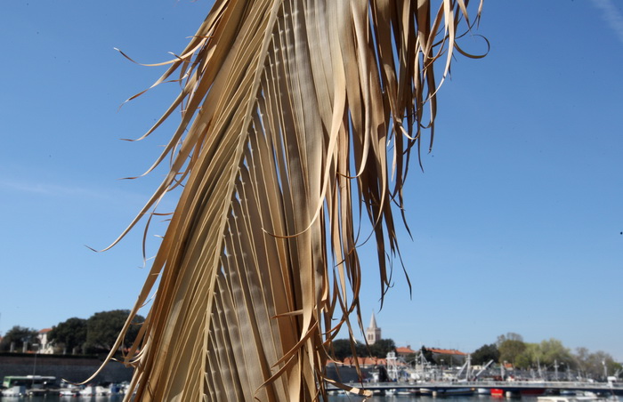 Zadar, 100412.
Palme na Obali kneza Branimira osusile su se , sto je posljedica ovogodisnje natprosjecno hladne i snijezne zime. Uskoro ce radnici Nasada pozutjelo lisce odrezati, sto ce olaksati rast zelenih mladica.
Foto: Jure Miskovic / CROPIX
