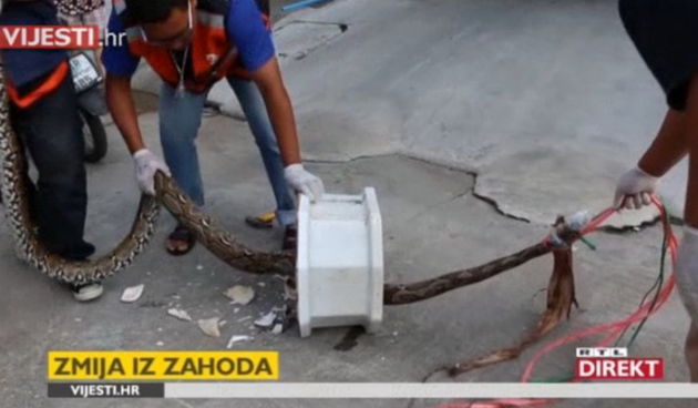 Zmija u Tajlandu ugrizla muškarca za penis