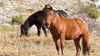 Velebitski divlji konji, Foto: Leo Banić