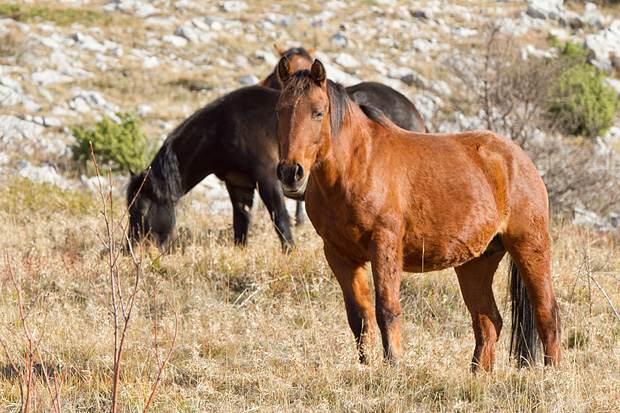 Velebitski divlji konji, Foto: Leo Banić