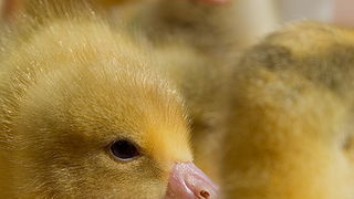 Benkovački sajam 10. travnja 2013, Foto: Leo Banić