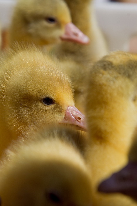 Benkovački sajam 10. travnja 2013, Foto: Leo Banić